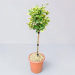 Euonymus Aureus Patio Tree  1