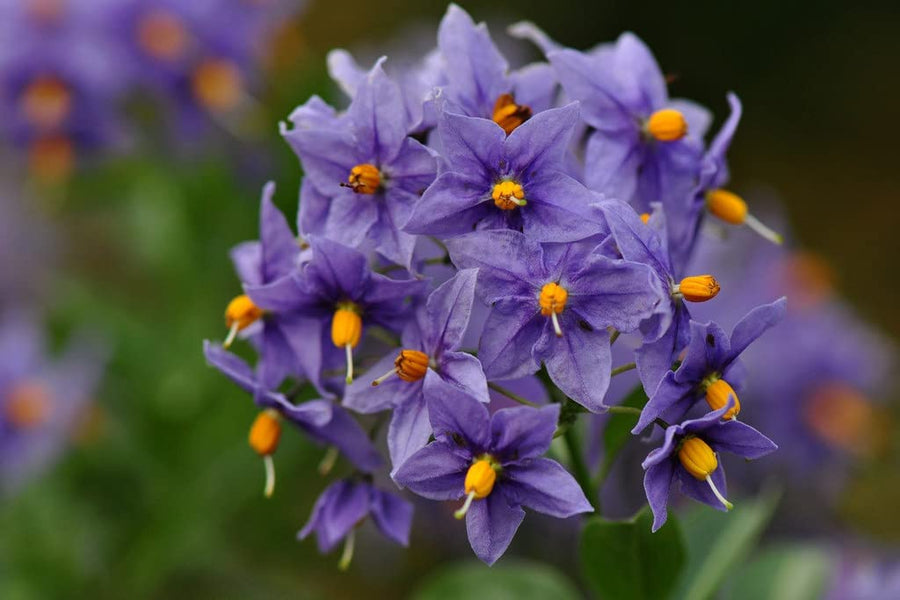 Solanum Glasnevin 5166RCTuXvL._AC_SL1024_ 1