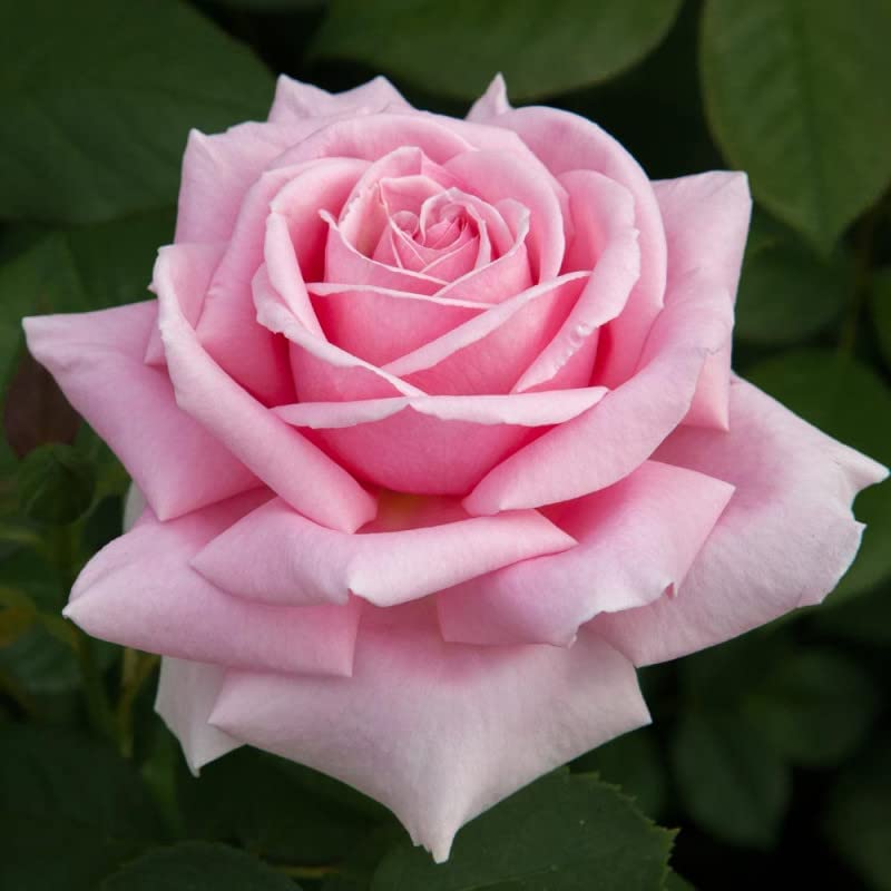 Pink Rose Bush - Frederic Mistral 51+6GPFeVAL._AC_ 3