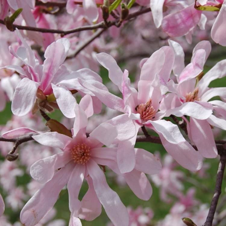 Pink Magnolia Leonard Messel 5177q2Ic96L._AC_ 1