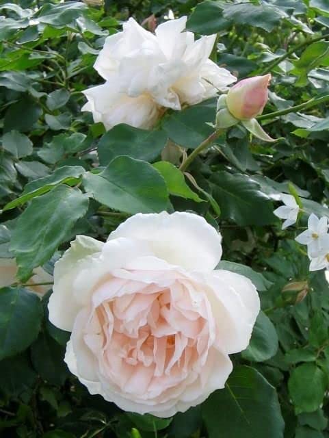 White Rose Bush - Madame Alfred Carriere 517iyf-EYWL._AC_ 1