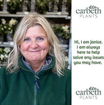 Itea Henrys Garnet Itea Henrys Garnet image4 4