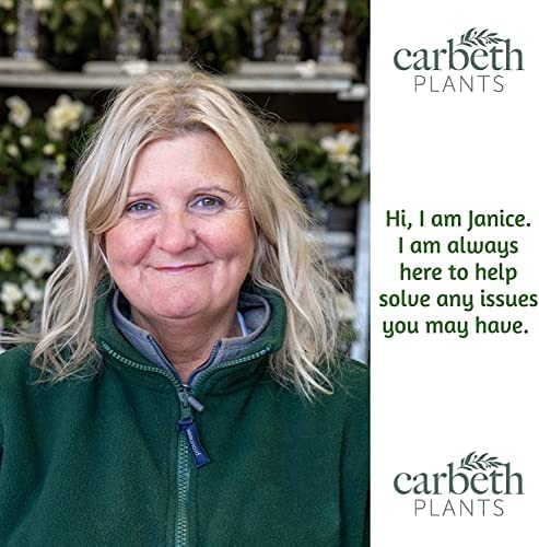 Coprosma Eclipse - 2 Plants 517tW8tO53L._AC_ (1) 5