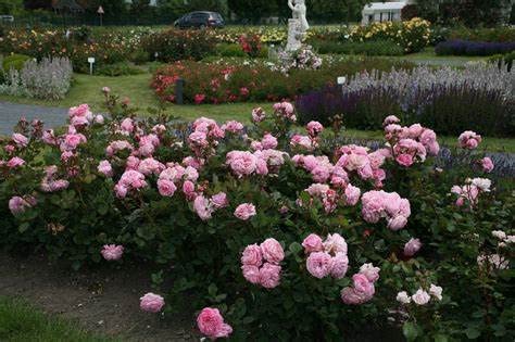 Pink Rose Bush - Countess Marie Henriette 518m7eMbghL._AC_ 5