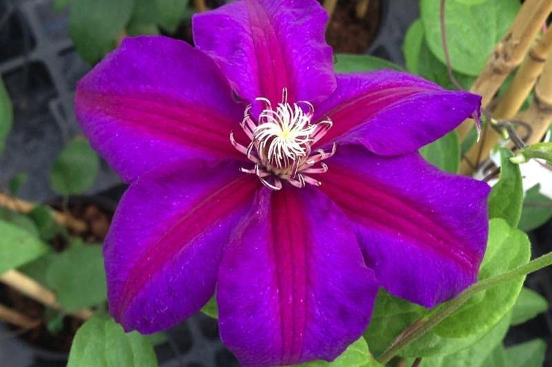 Clematis Multi Blue Climber Clematis Multi Blue Climber image2 2