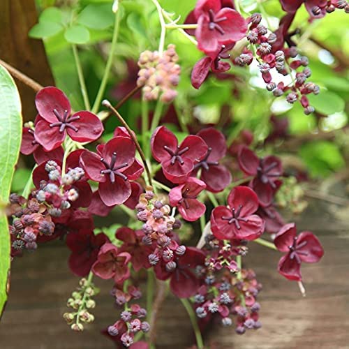 Chocolate Vine Plant Chocolate Vine Plant image2 1