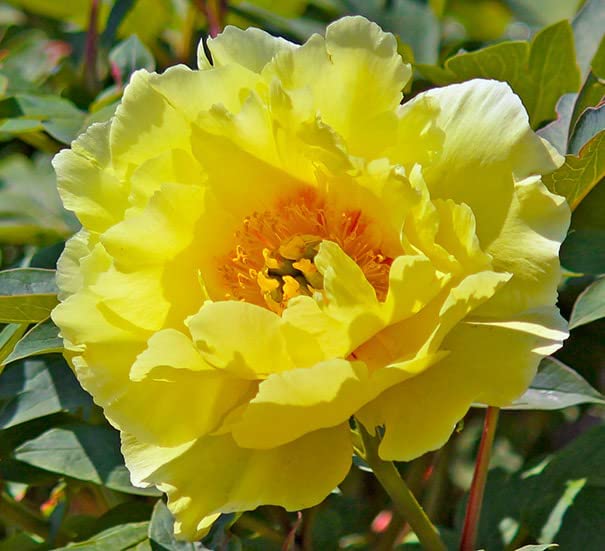 Tree Peony - Yellow Tree Peony - Yellow image2 2