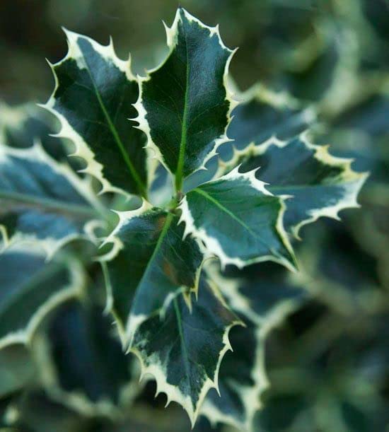 Ilex aquifolium Handsworth New Silver 51+EMXspZFL._AC_ 3