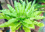 Asplenium Scolopendrium Fern  3