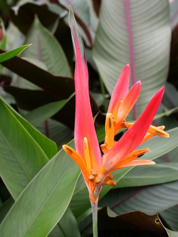 Heliconia psittacorum 'Hawaii' Heliconia psittacorum 'Hawaii' image3 1