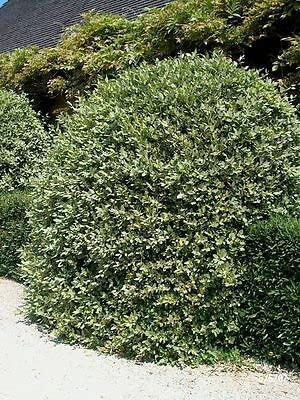 Elaeagnus Ebbingei Elaeagnus Ebbingei image3 3