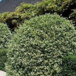 Elaeagnus Ebbingei Large Hedging Shrub  3