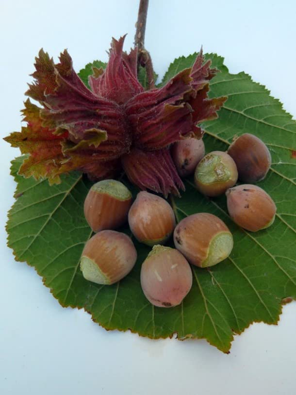 Corylus Red Zellernut - Red Hazelnut Tree 51IFWjK4zzL._AC_ 1