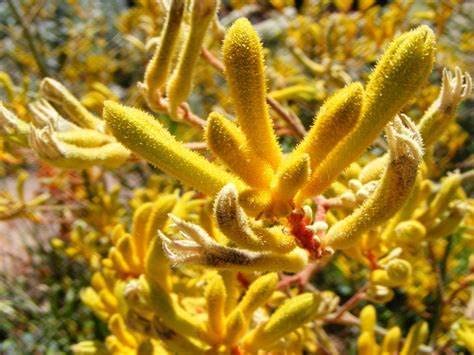 Kangaroo Paw Beauty Houseplant  5