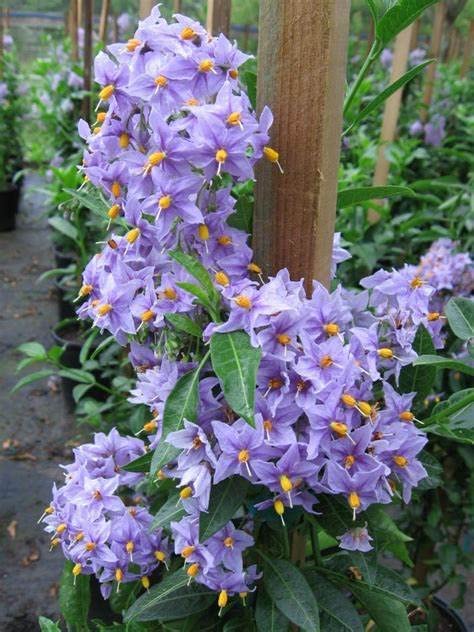 Solanum Glasnevin 51Ij2wDmkyL._AC_ 2