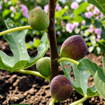Brown Turkey Fig Tree - Ficus Carica  3