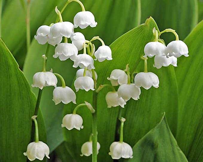 Lily of The Valley Lily of The Valley image3 1
