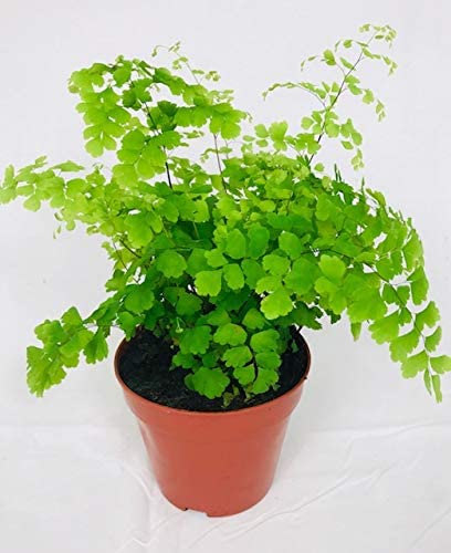 Maidenhair Fern Adiantum raddianum