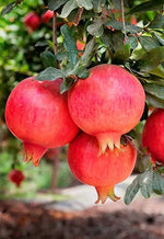 Blueberry, Pomegranate & Kiwi Fruit Plant Mix  2