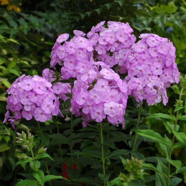 Phlox Panticulata  4