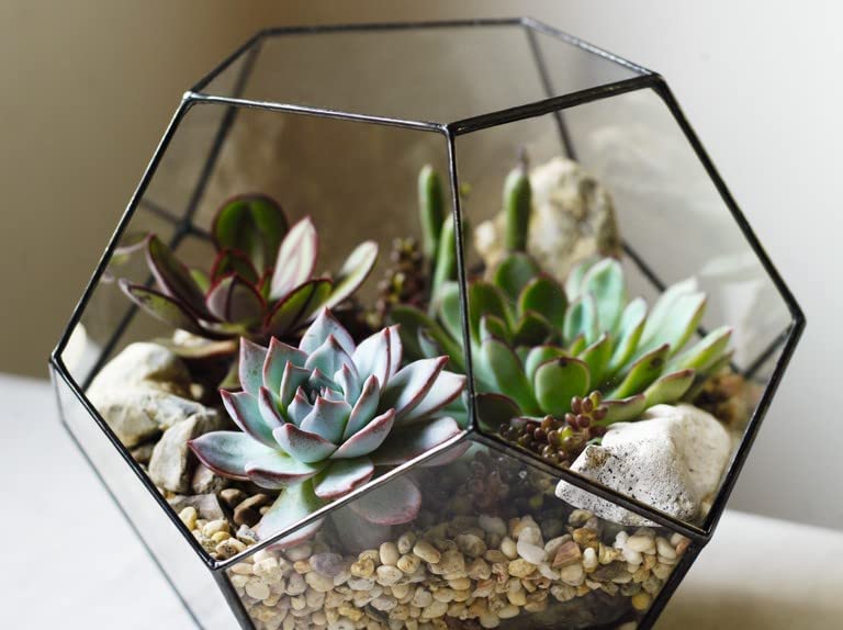 Terrarium Plant Mix 51QrtjpdlQL._AC_ 3
