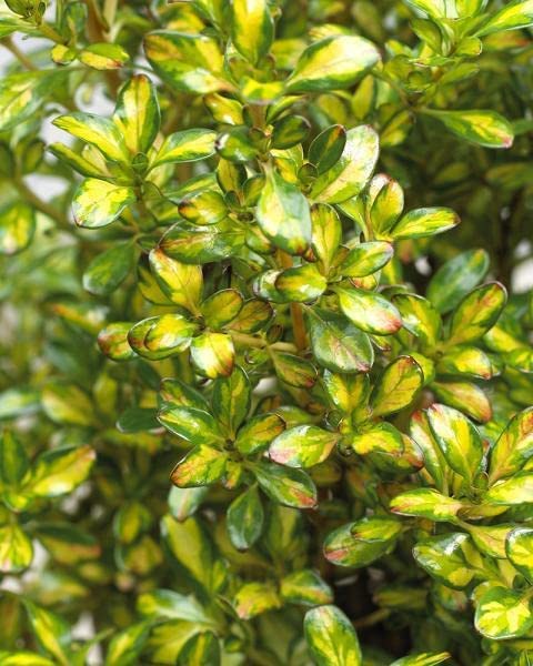 Coprosma Lemon and Lime - 2 Plants 51RRp43UyJL._AC_ 2