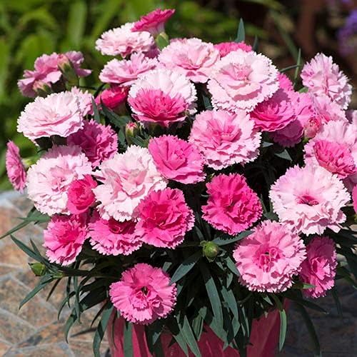 Dianthus I Love You Flowering Plant Dianthus I Love You Flowering Plant image3 3