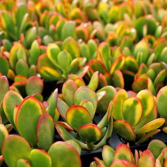 Crassula Ovata -  Money Plant  1