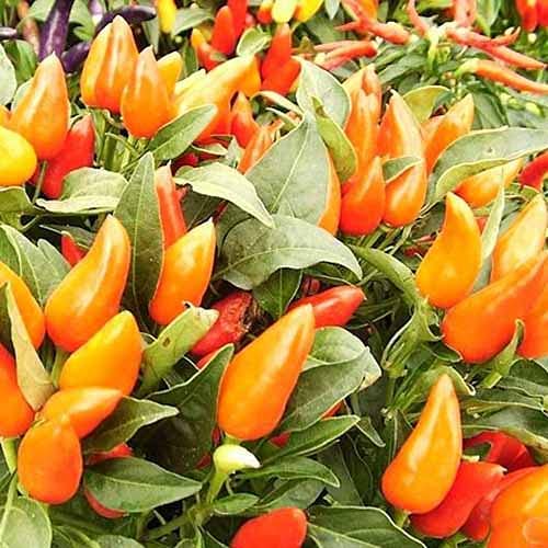 Capsicum Salsa Chillies