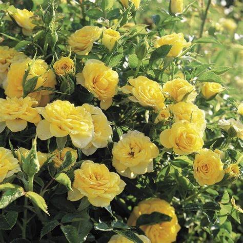 Yellow Rose Bush - Sun Sprinkles 51VgKwd12iL._AC_ 3