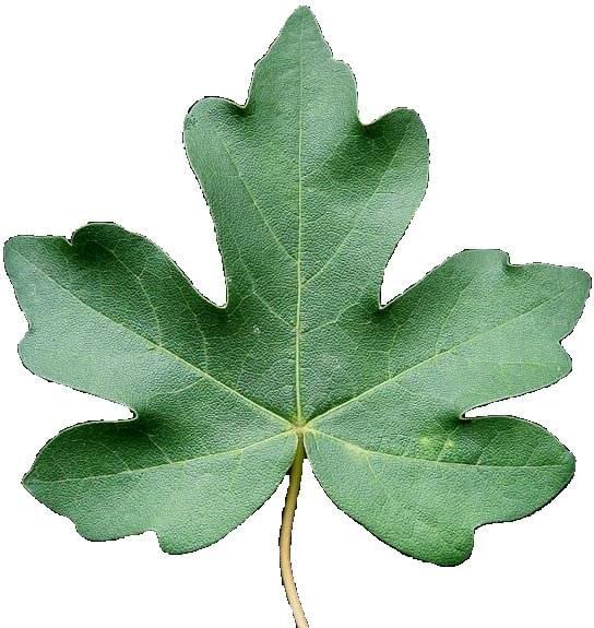 Acer Campestre - Field Maple Bare Root Tree Acer Campestre - Field Maple Bare Root Tree image2 3