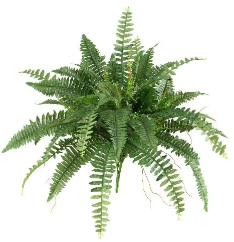 Boston Fern in Hessian Gift Wrap Boston Fern in Hessian Gift Wrap image2 2