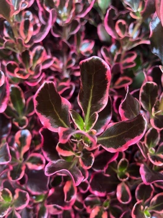 Coprosma Eclipse - 2 Plants 51a4nHPziIL._AC_ 3