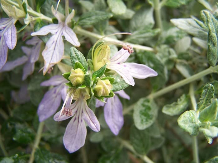 Teucrium Fruticans Teucrium Fruticans image4 4