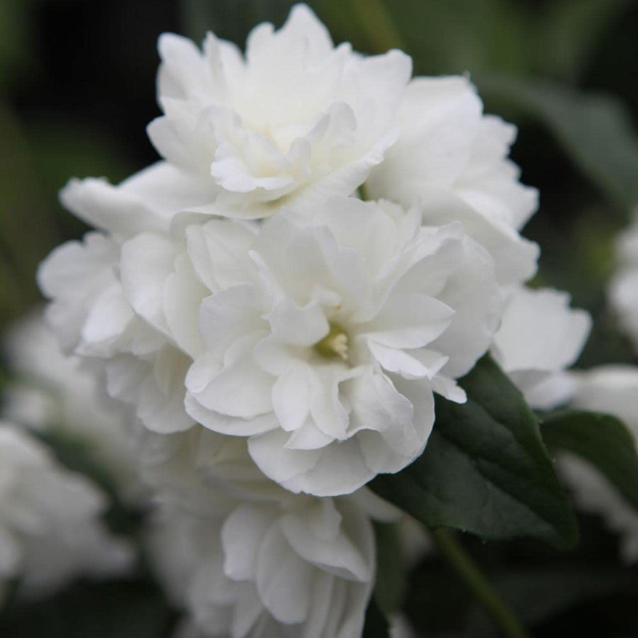 Philadelphus Virginal Double Bloom 51dgRqwncuL._AC_SL1280_ 2