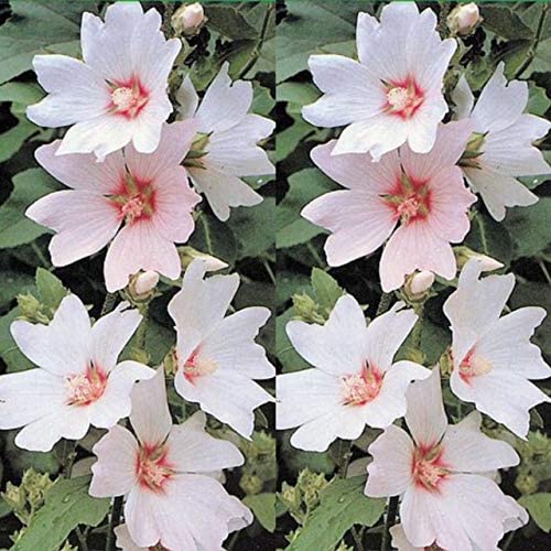 Lavatera Barnsley - White Tree Mallow Plants 51domlMLB8L._AC_ 1