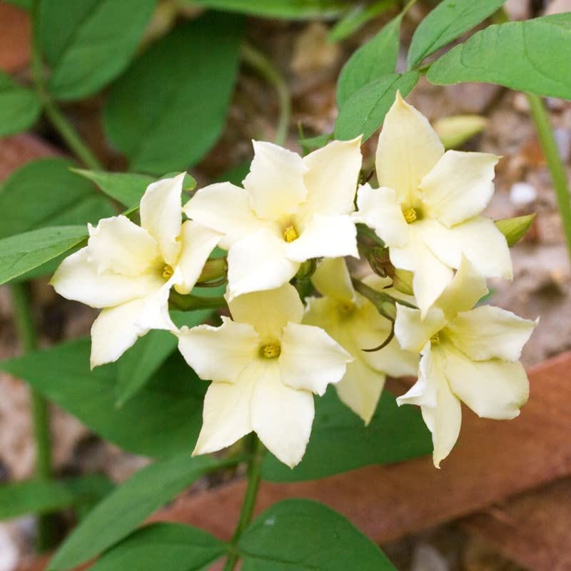 Jasmine Officinale Clotted