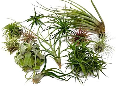 5 x Air Plants Mix Tillandsia 51fmjzEaUHL._AC_ 5