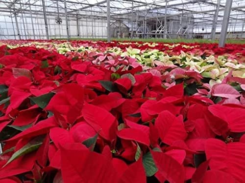 Red Poinsettia - Red Christmas Poinsettia Red Poinsettia - Red Christmas Poinsettia image4 4