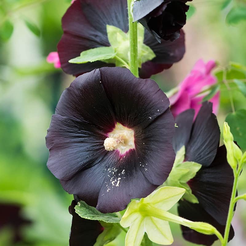 Hollyhock Plant Nigra - Black Alcea Rosea Hollyhock Plant 'Nigra' image3 3