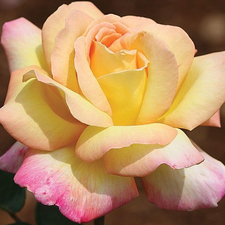 Rose Bush 'Peace' 51kJll+dQ4L._AC_ 5