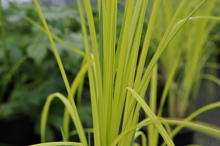Carex Elata 'Aurea' 3 Plants 51l1-RHgafL._AC_SL1024_ 4