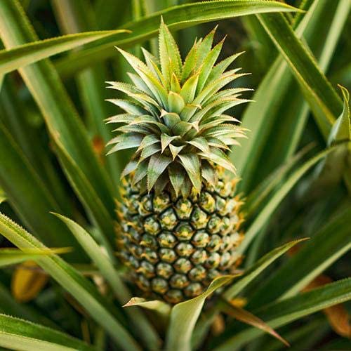 Pineapple Plant