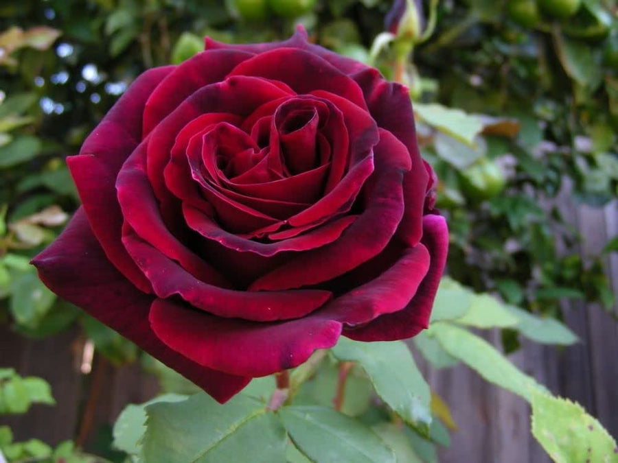 Red Rose Bush - Deep Secret 51nw9FOW4rL._AC_SL1000_ 3