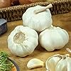 Mixed Onion Sets & White Garlic Bulb Bundle  3