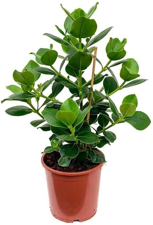 Autograph Tree - Clusia Rosea 51oiJ89huYL._AC_ 3