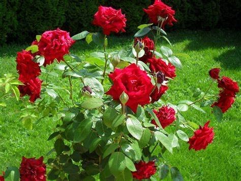 Red Rose Bush - Royal William 51rCQDLFBuL._AC_ 3