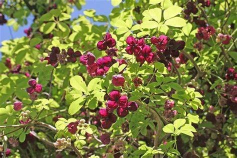 Chocolate Vine Plant Chocolate Vine Plant image4 2