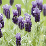 Lavender Anouk Butterfly  2