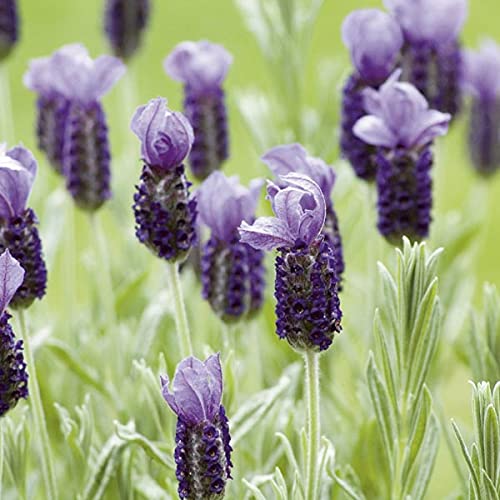 Lavender Anouk Butterfly  2